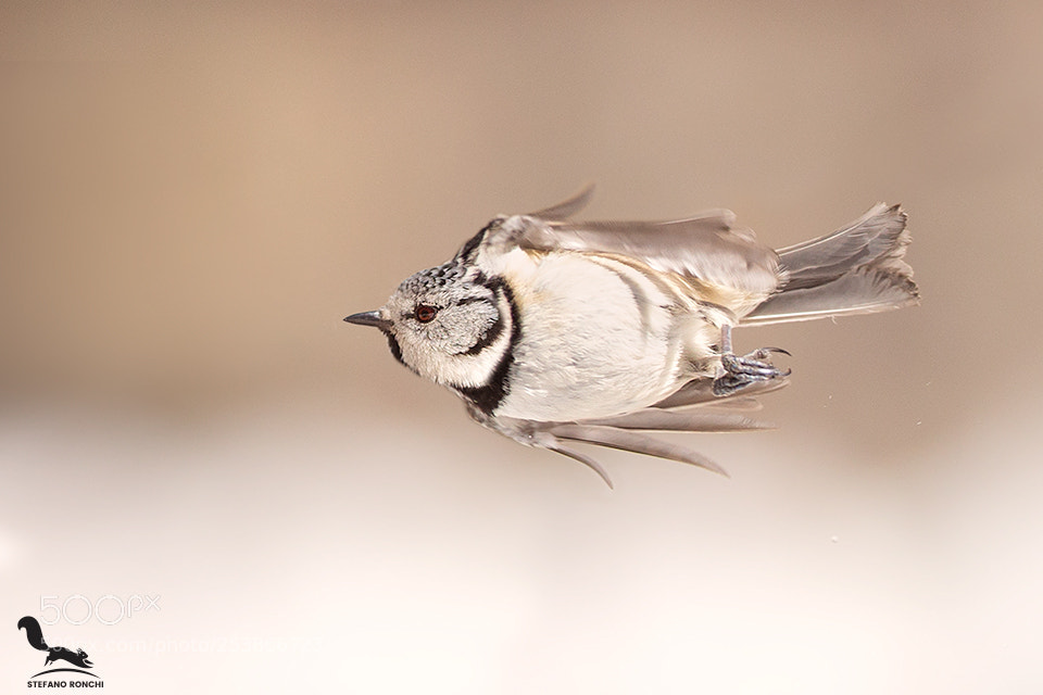Canon EOS-1D X sample photo. Fly photography