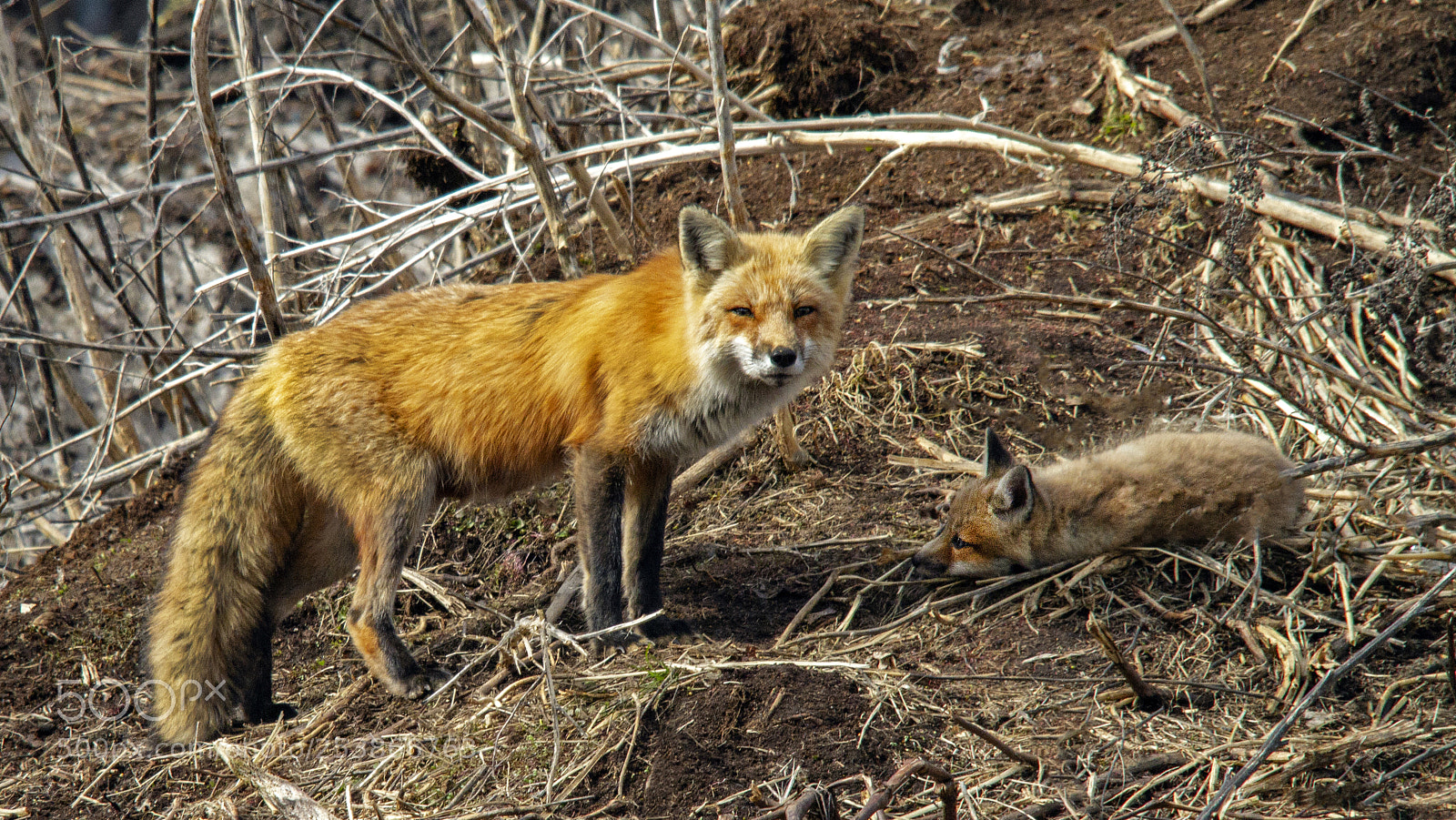 Canon EOS 7D sample photo. Fox with one of photography