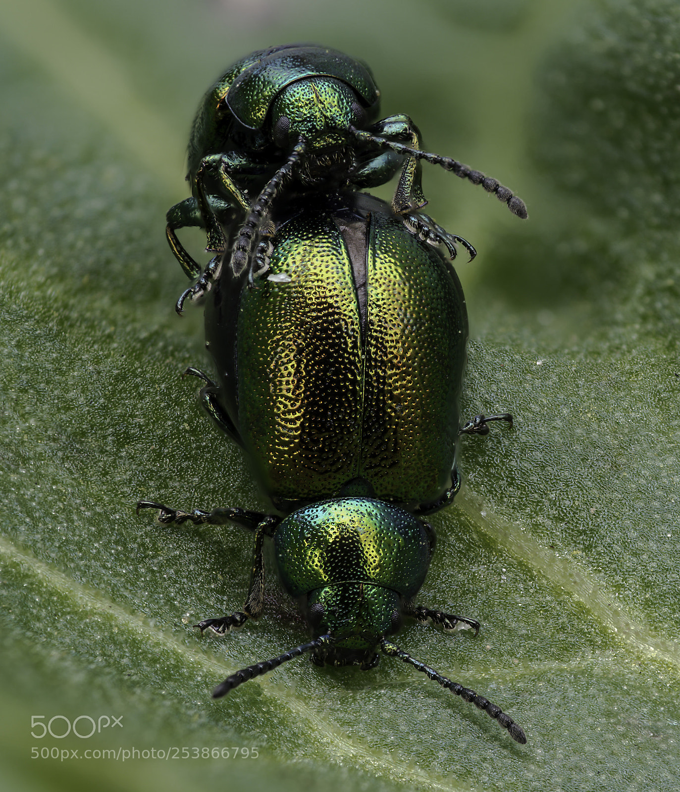 Olympus OM-D E-M1 Mark II sample photo. Gastrophysa viridula photography