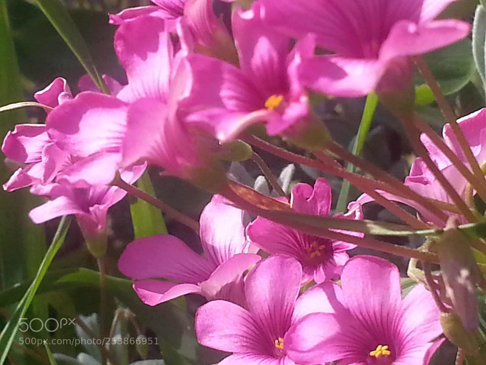 Samsung Galaxy Note2 sample photo. Just wild photography