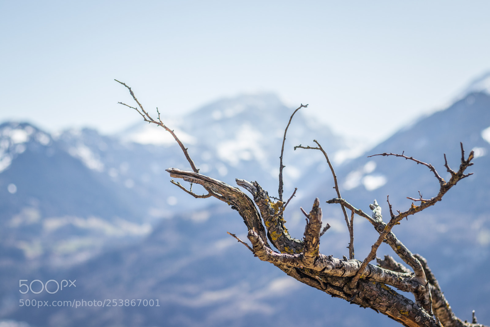 Canon EOS 80D sample photo. Branch in focus with photography
