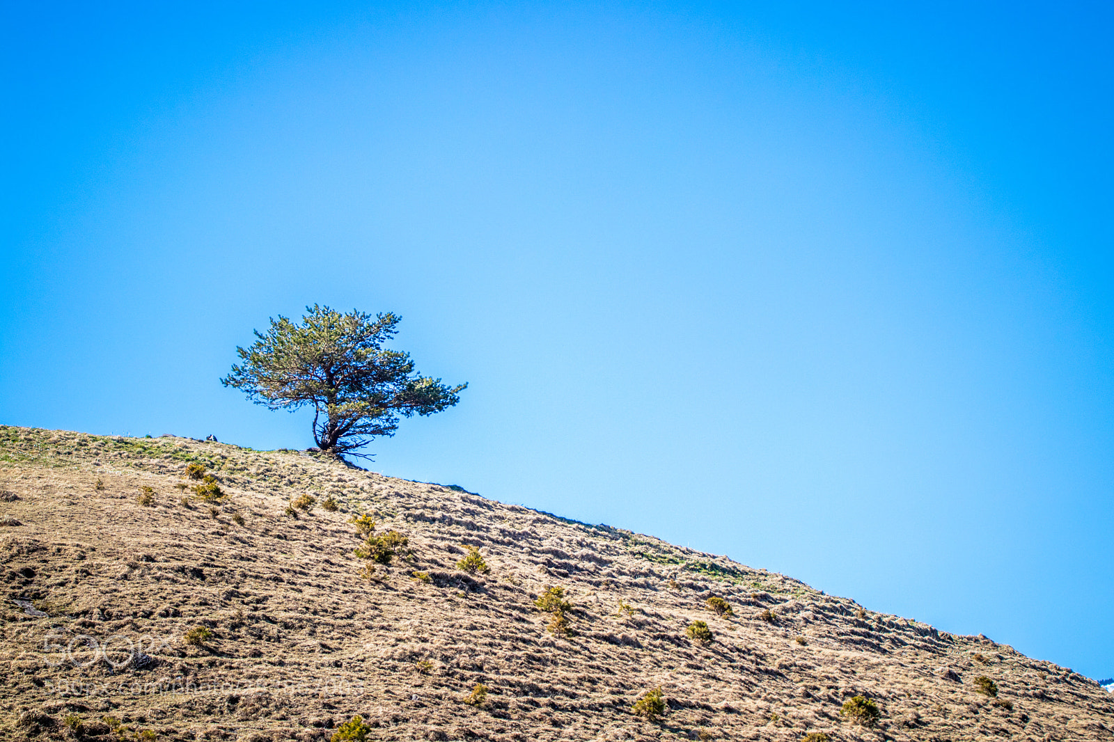 Canon EOS 80D sample photo. Tree standing alone on photography