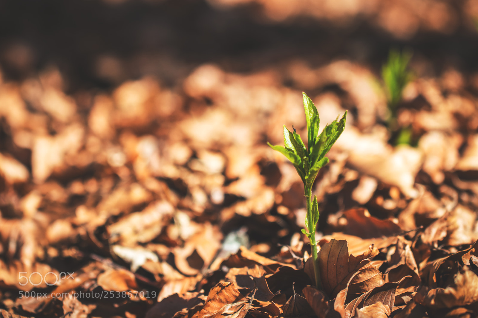 Canon EOS 80D sample photo. Green plant growing through photography