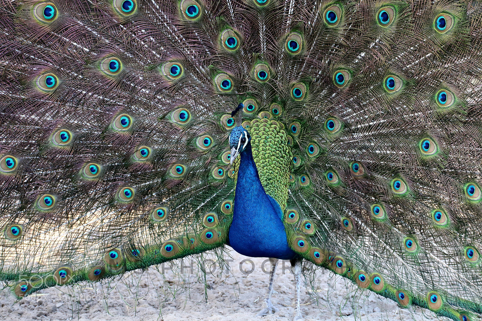 Canon EOS 70D sample photo. Peacock photography