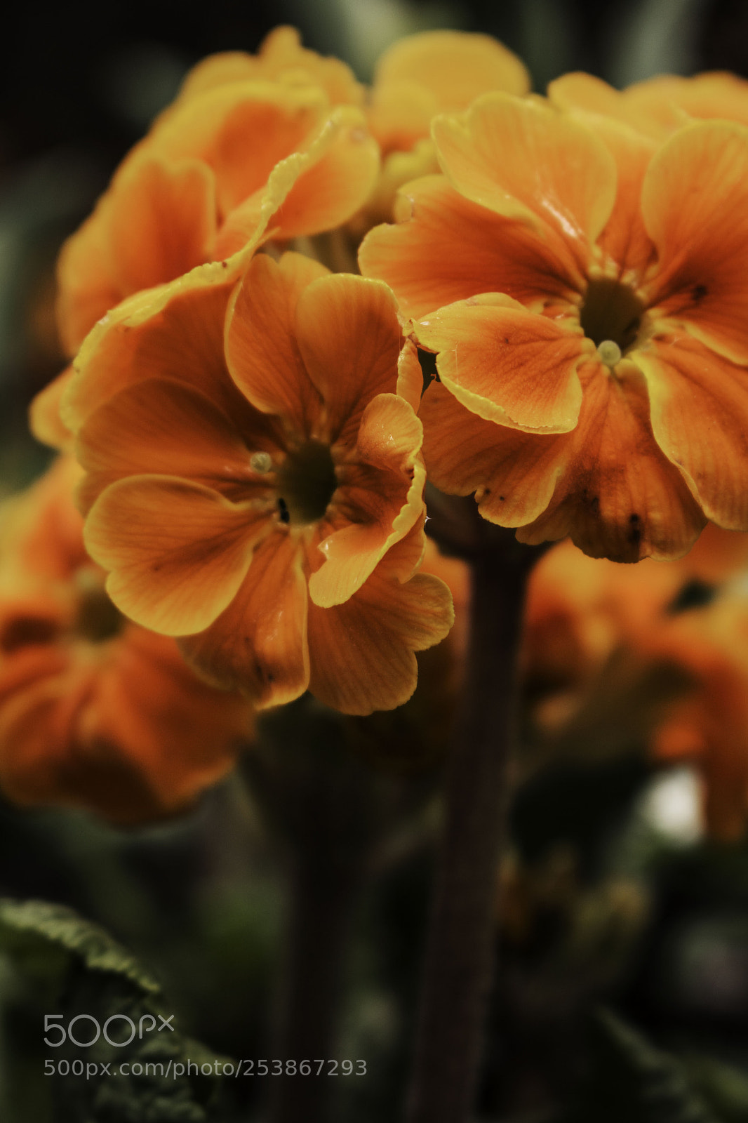 Canon EOS 750D (EOS Rebel T6i / EOS Kiss X8i) sample photo. Img photography