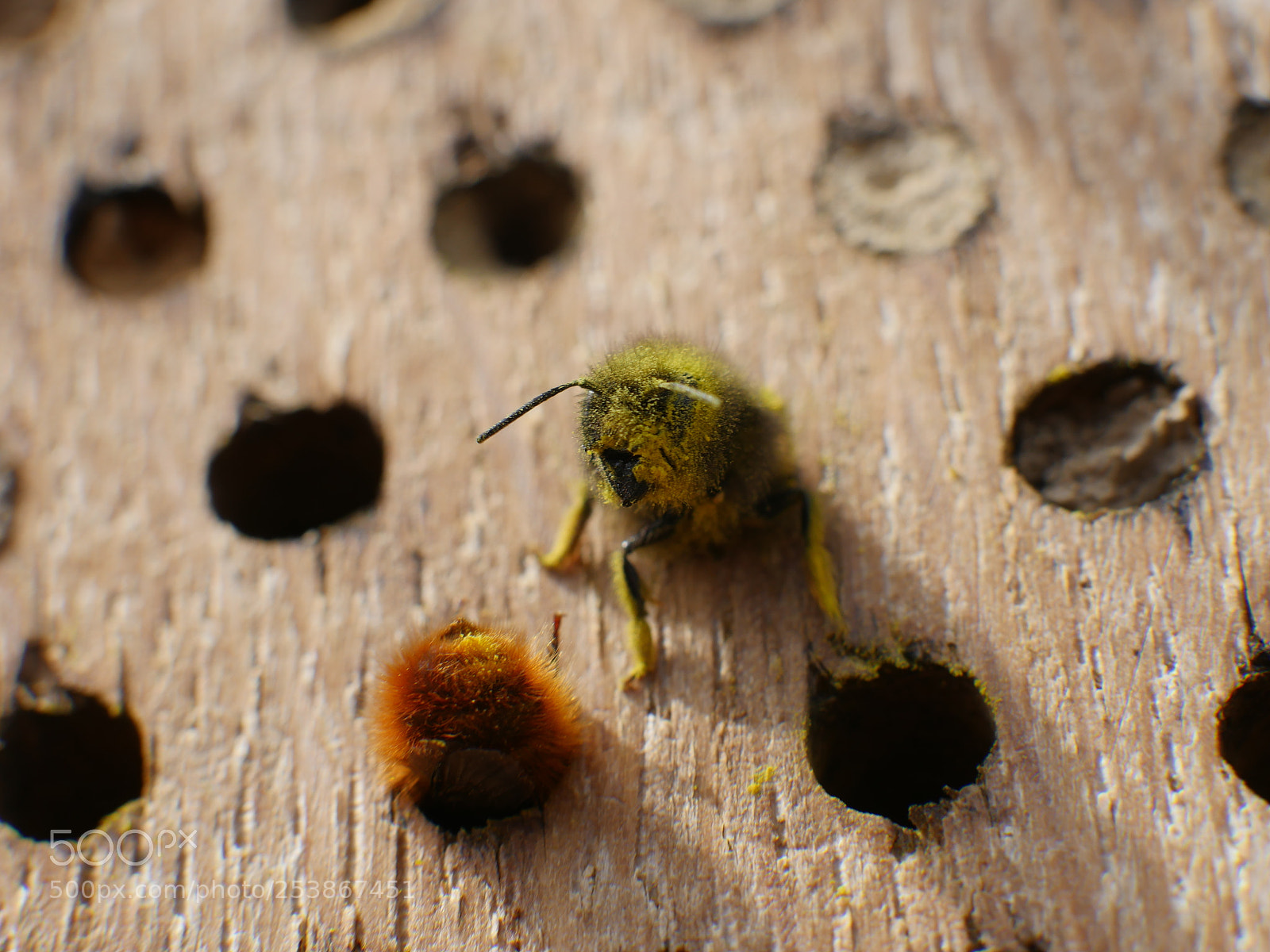 Panasonic Lumix DMC-GH4 sample photo. Peekaboo photography