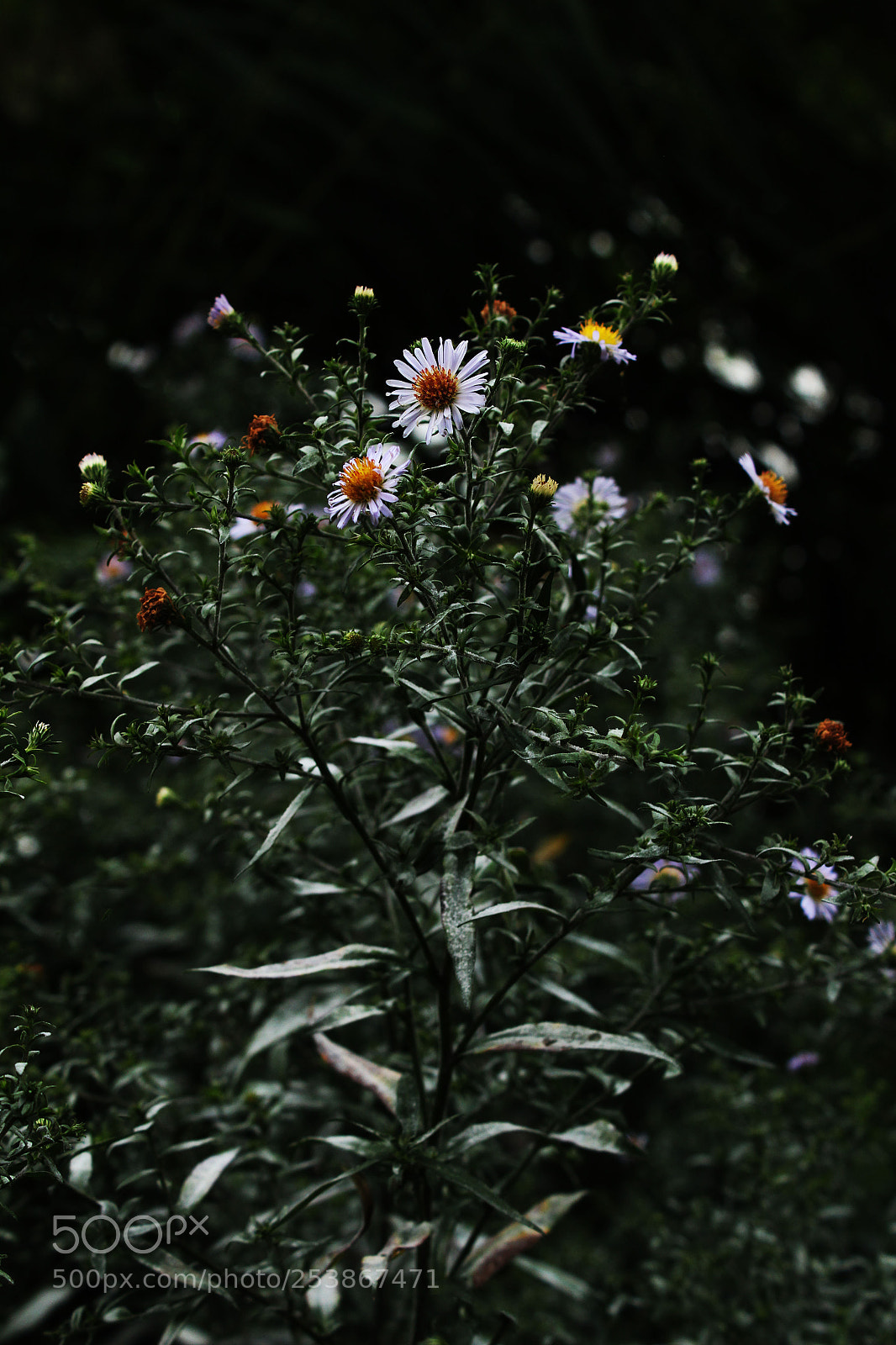 Canon EOS 1200D (EOS Rebel T5 / EOS Kiss X70 / EOS Hi) sample photo. Img photography