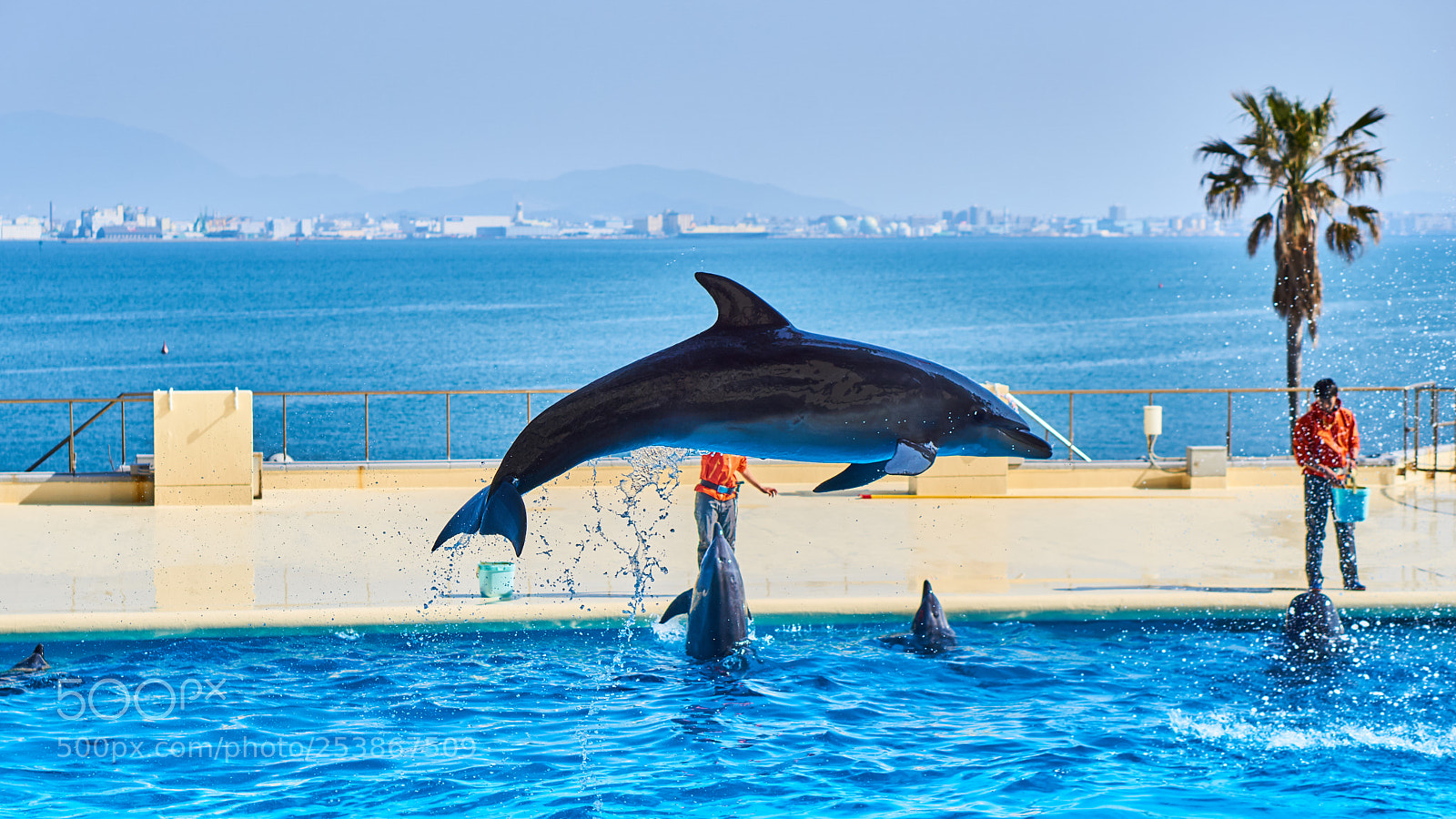 Sony a5100 sample photo. Dolphin photography