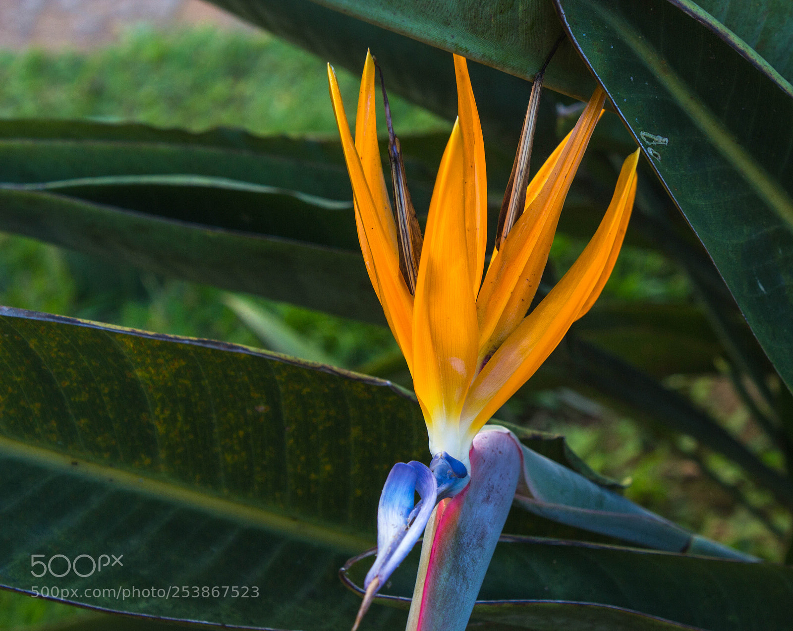 Canon EOS 600D (Rebel EOS T3i / EOS Kiss X5) sample photo. Jardim imperial petr polis photography
