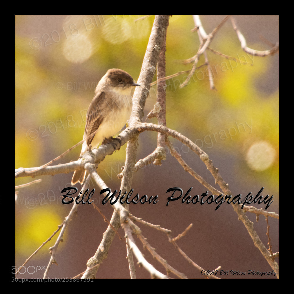 Nikon D500 sample photo. Eastern phoebe photography