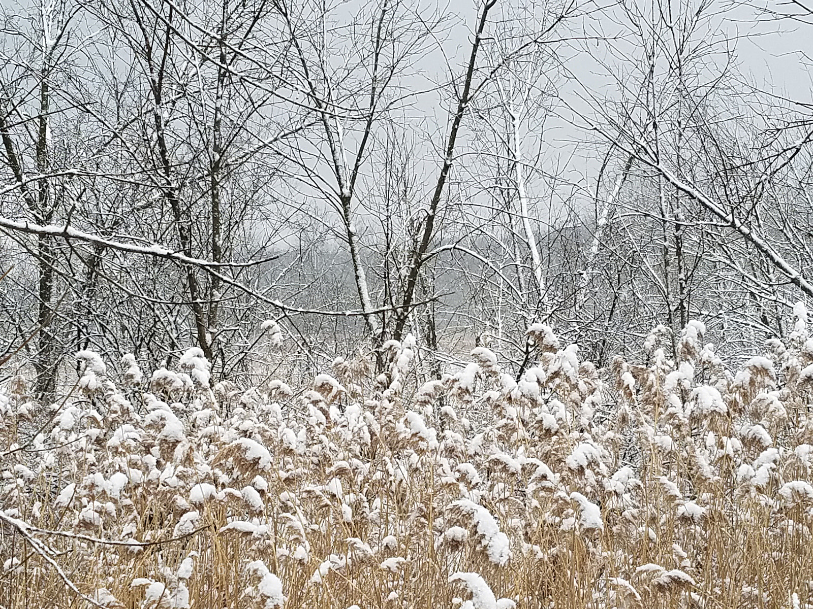 Samsung Galaxy S7 sample photo. More snow photography