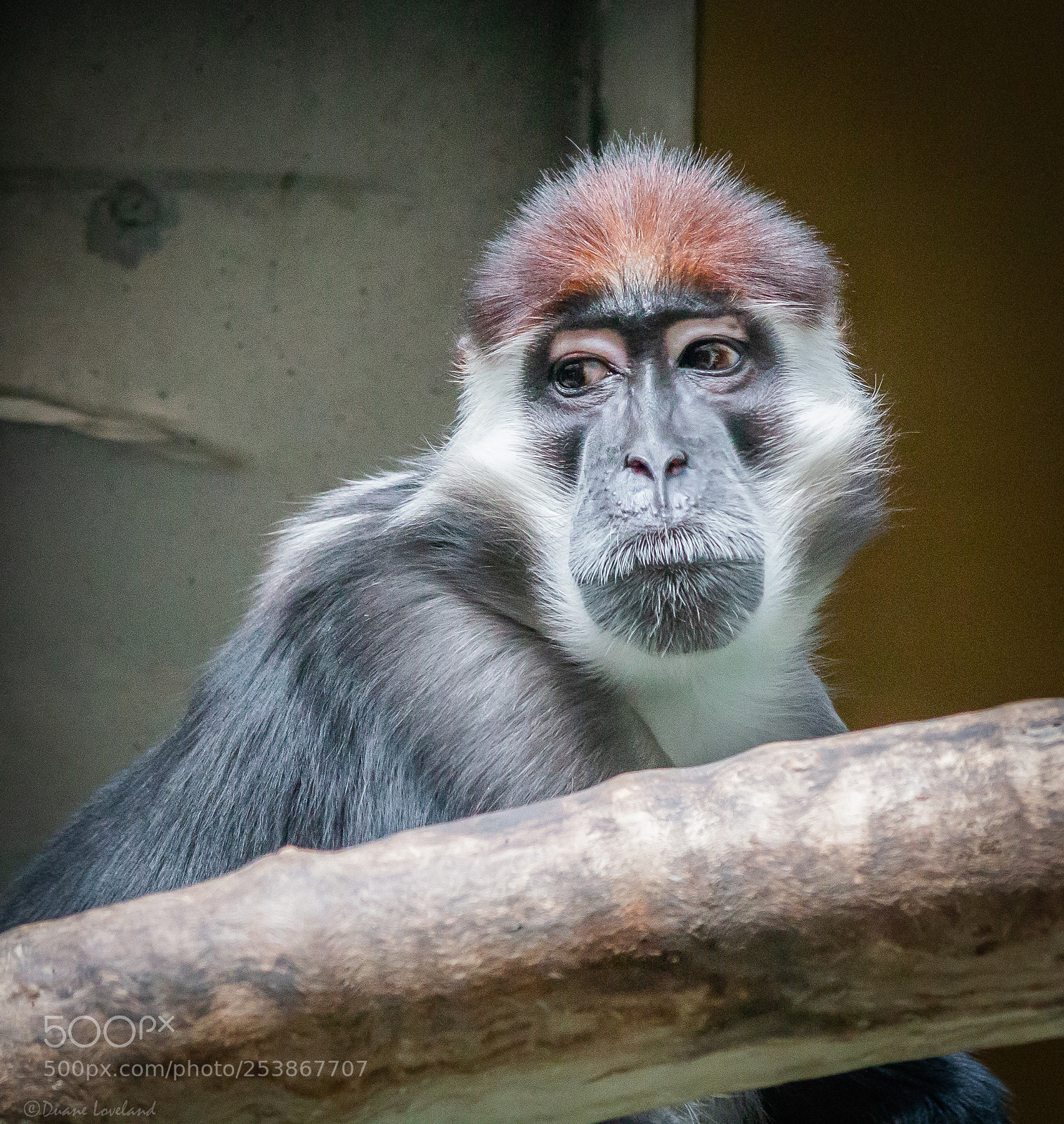 Canon EOS 70D sample photo. Life in captivity photography