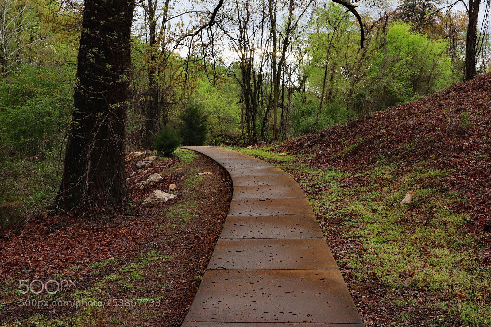 Canon EOS 200D (EOS Rebel SL2 / EOS Kiss X9) sample photo. Wooded pathway photography