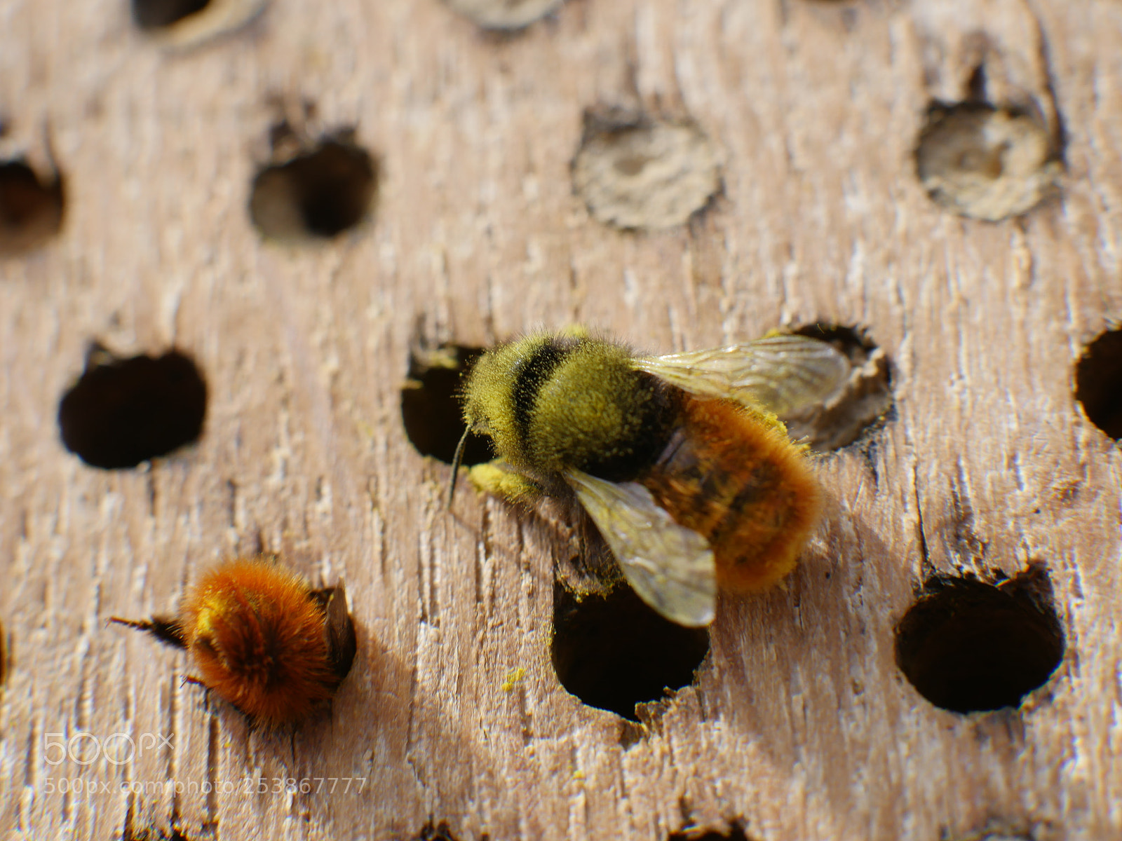 Panasonic Lumix DMC-GH4 sample photo. Mason bees photography
