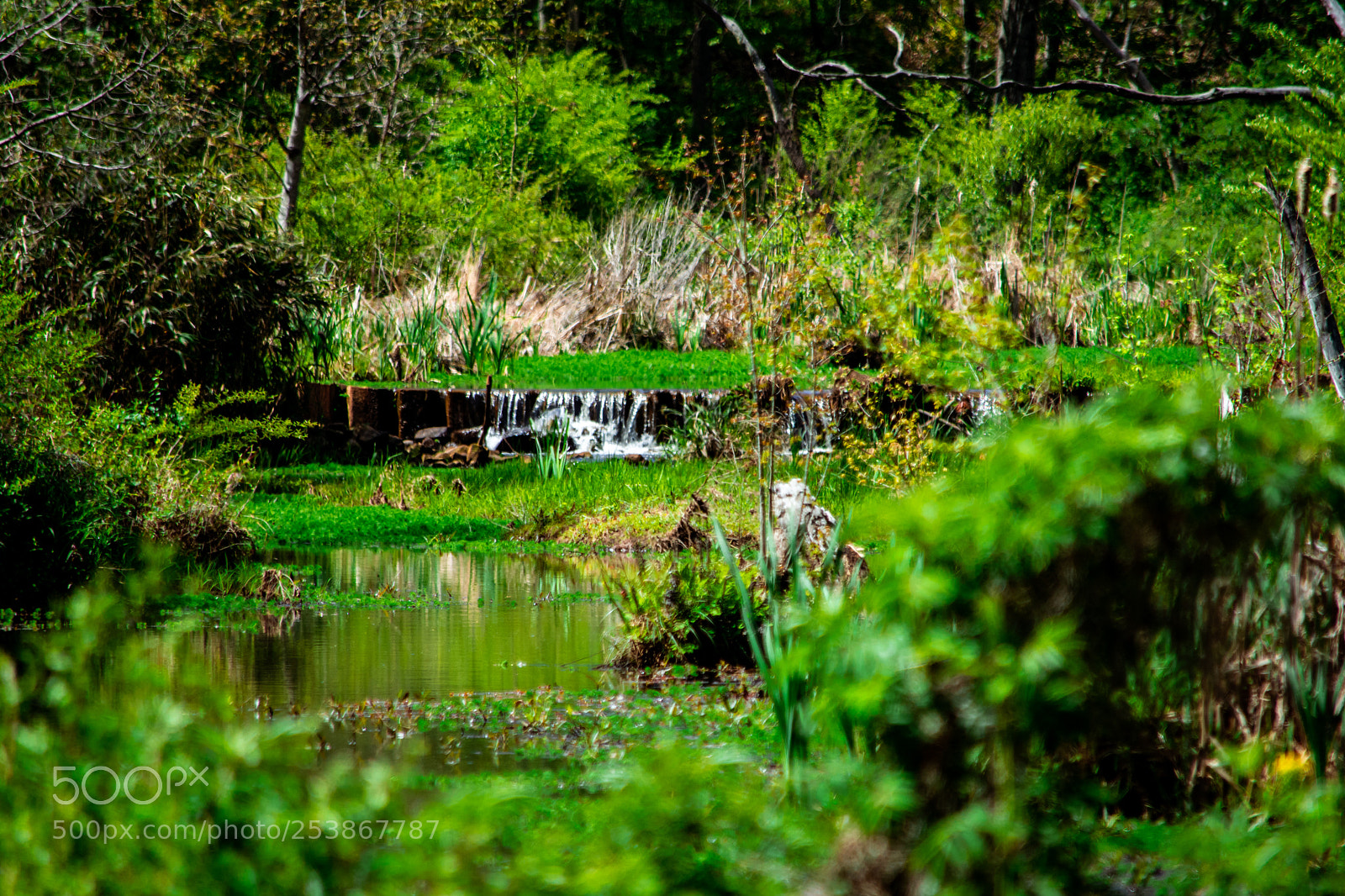 Nikon D7200 sample photo. Wetlands photography