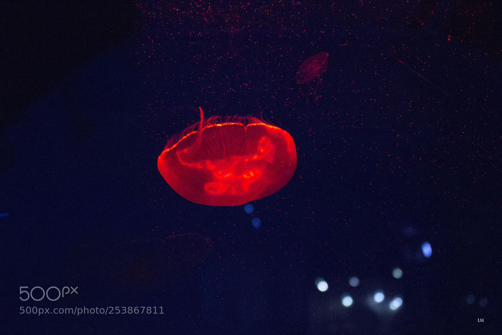 Canon EOS 700D (EOS Rebel T5i / EOS Kiss X7i) sample photo. Red jellyfish photography