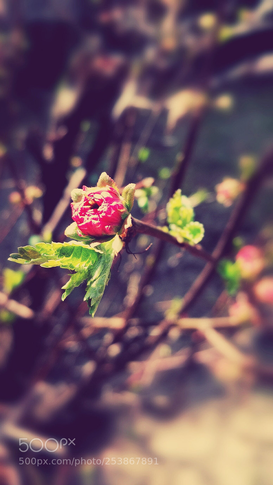 HUAWEI P9 sample photo. Rose photography