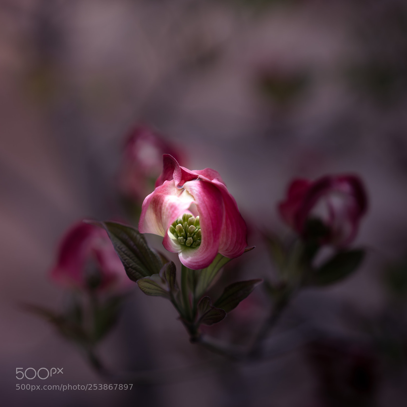 Sony a7R III sample photo. A fairy photography