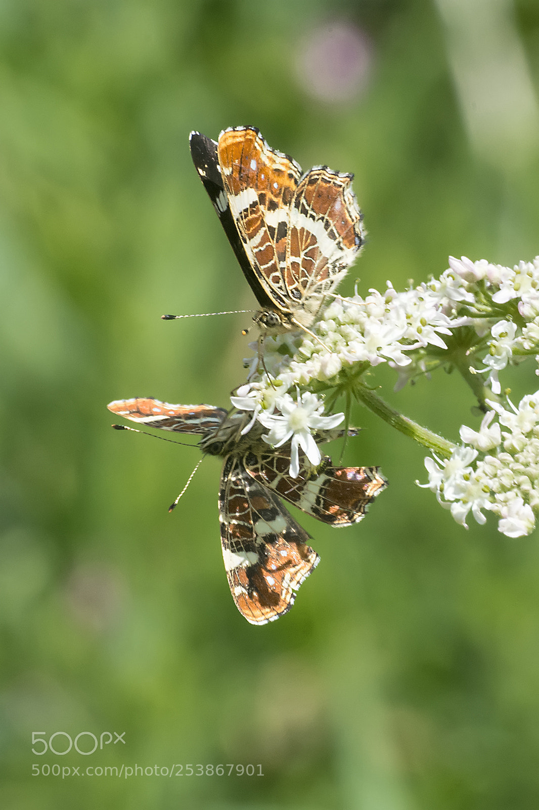 Nikon D5200 sample photo. Butterfly #9 photography