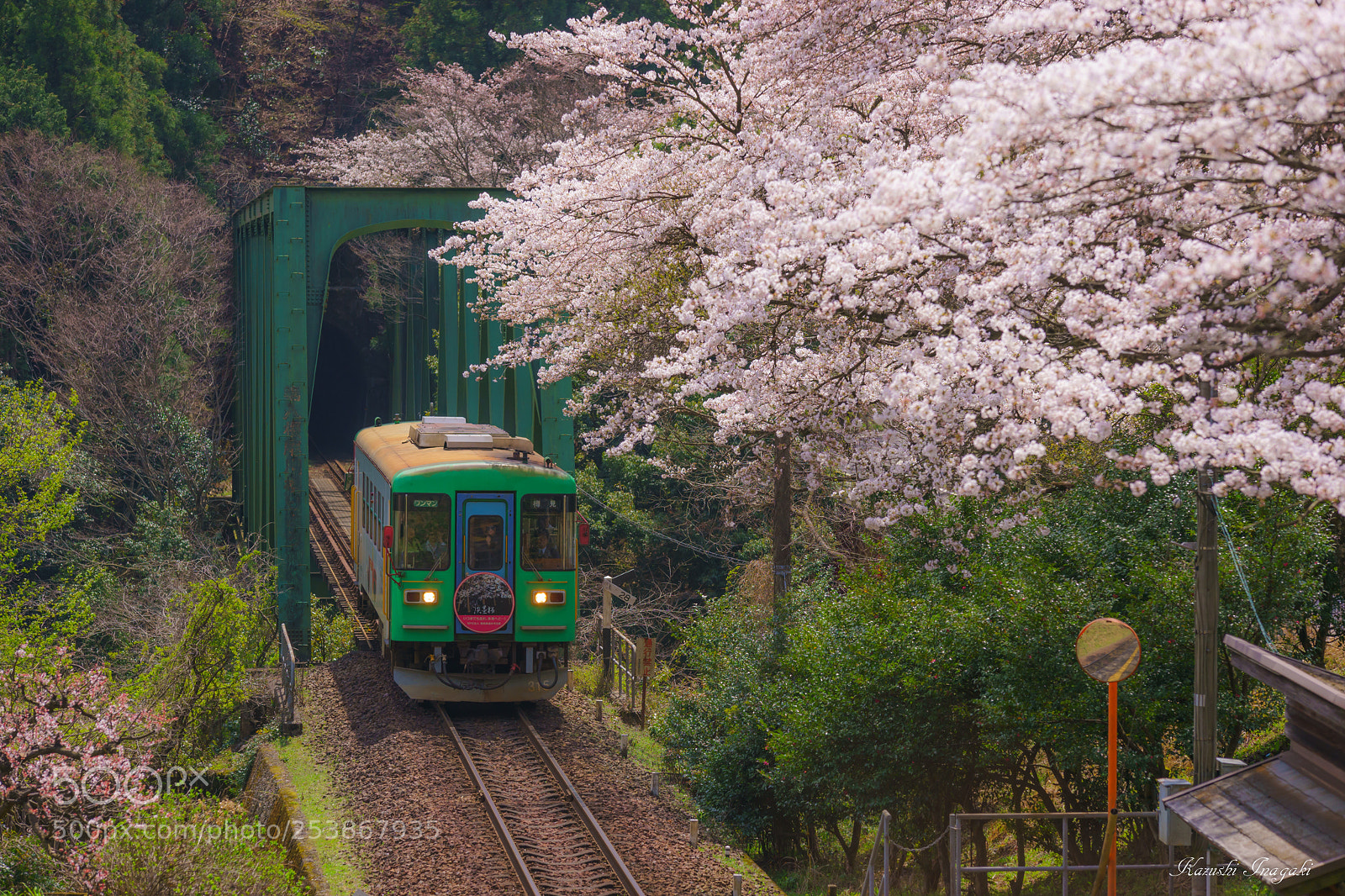 Sony SLT-A99V sample photo. Cherry blossom train photography