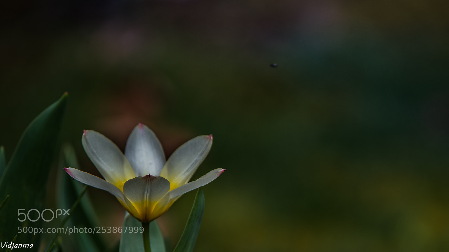 Nikon D610 sample photo. Yellowhite photography
