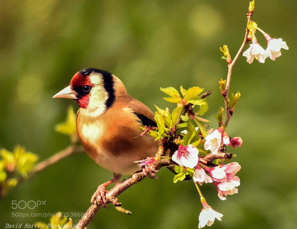 Nikon D7200 sample photo. Goldfinch photography