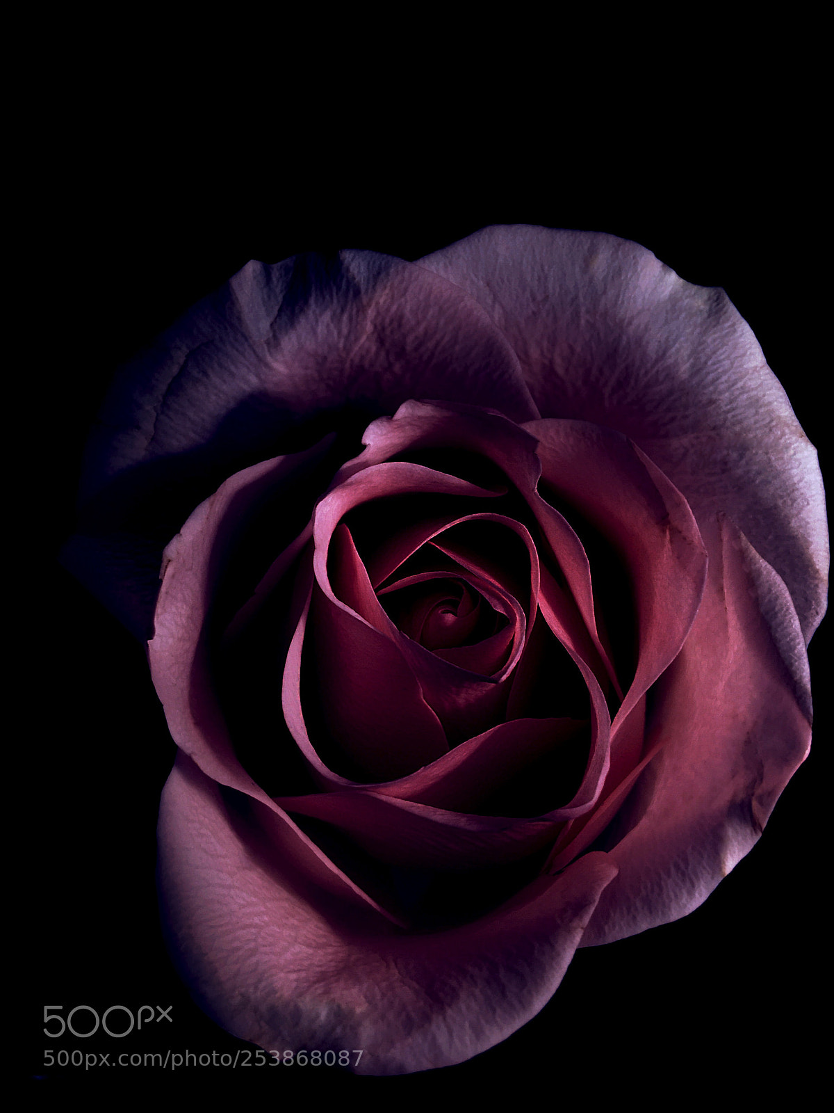 Apple iPhone SE sample photo. Rose flower  photography