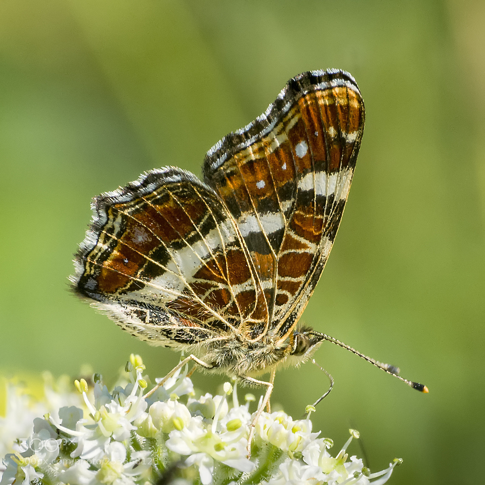 Nikon D5200 sample photo. Butterfly #10 photography