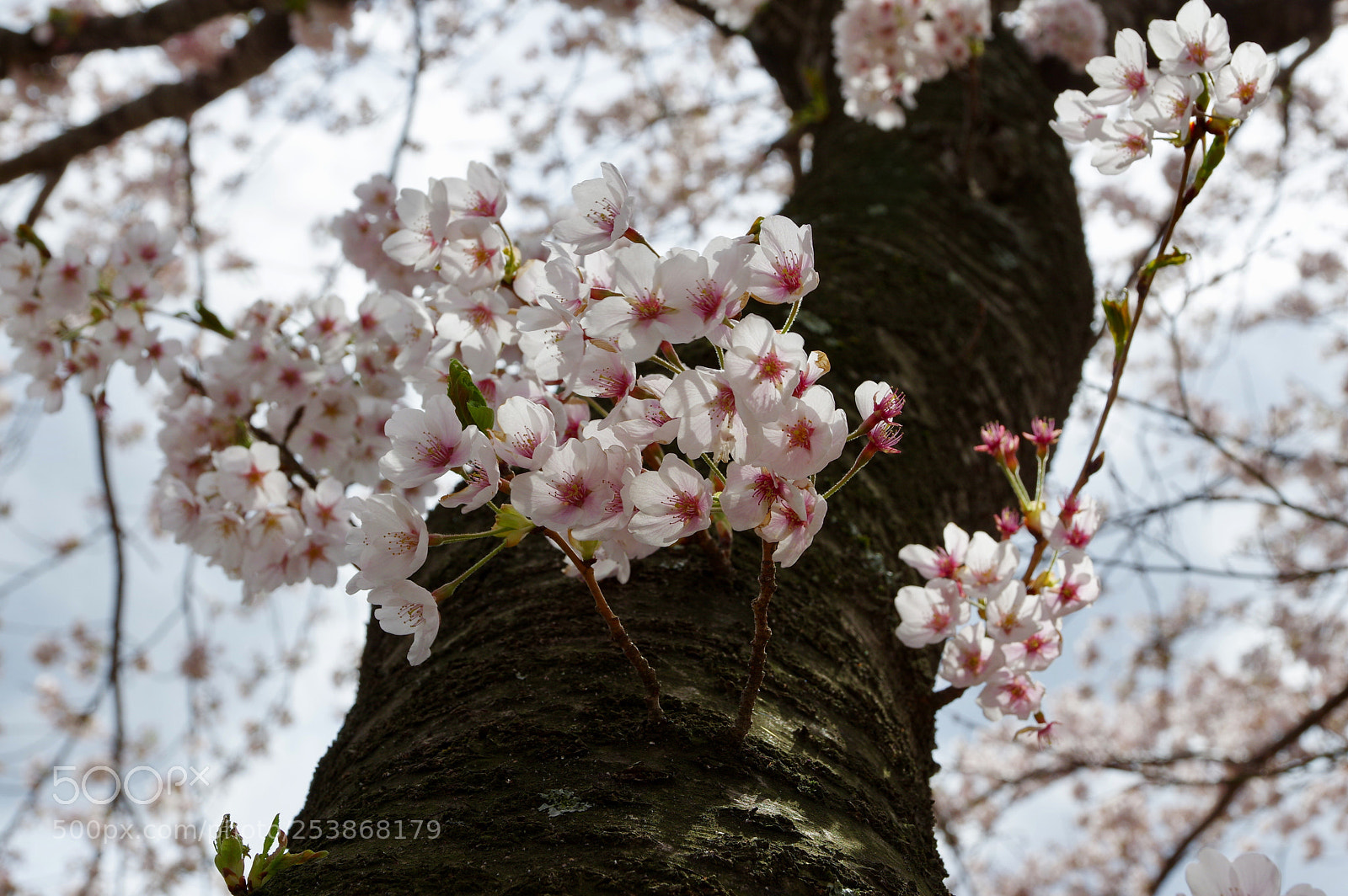 Pentax K-3 II sample photo. Sakura in full bloom photography