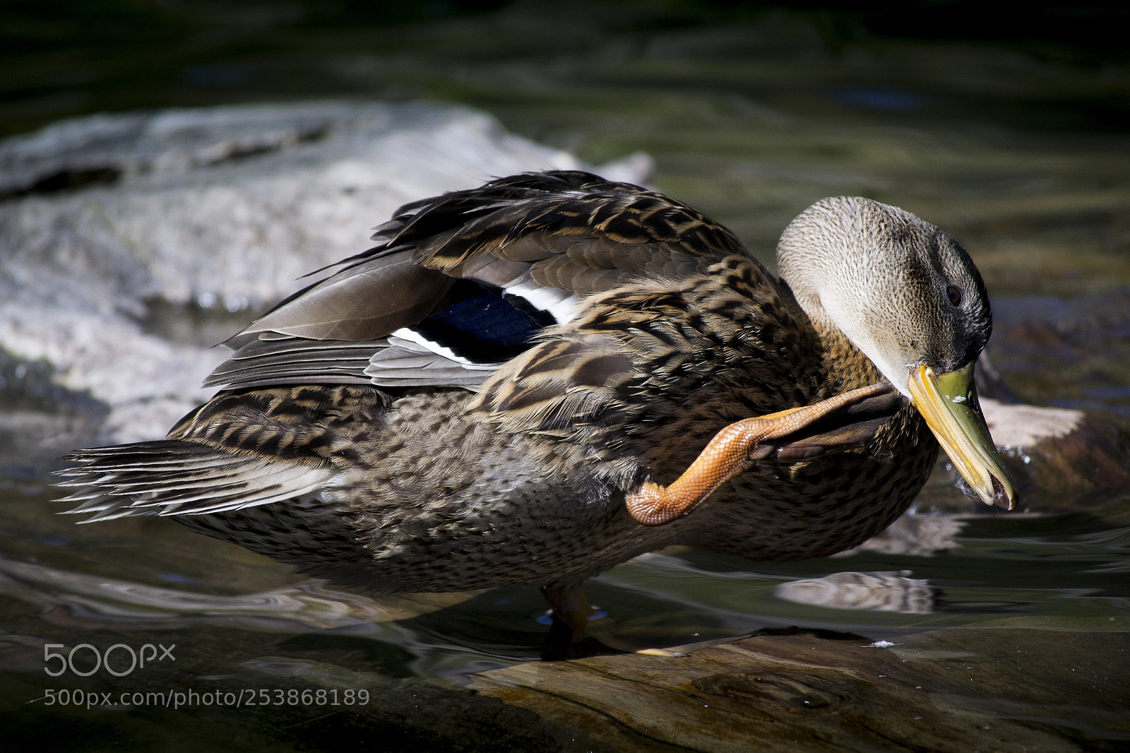 Nikon D3100 sample photo. Duck photography