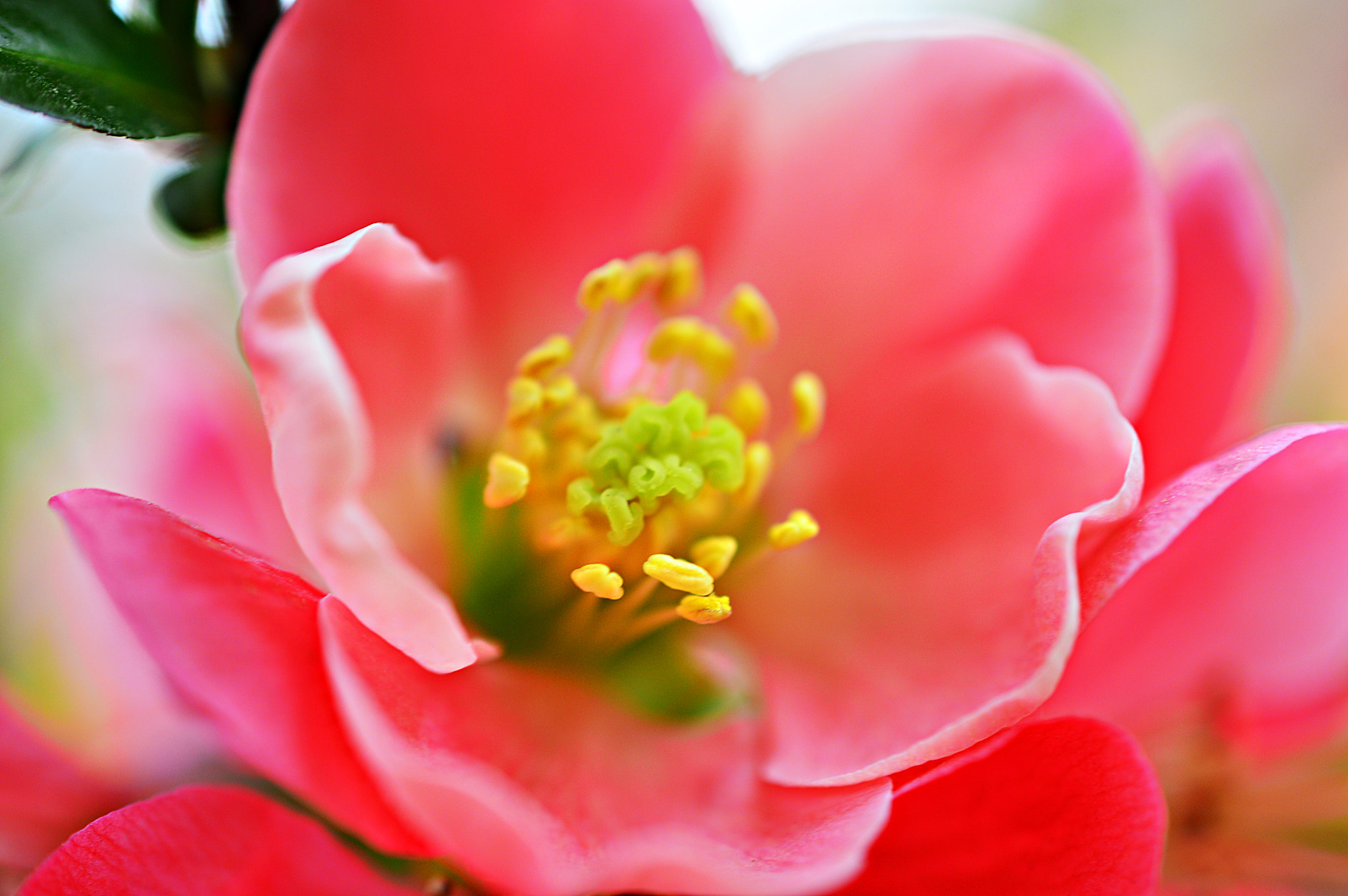 Nikon AF-S DX Micro Nikkor 40mm F2.8 sample photo. Spring,pink flower photography