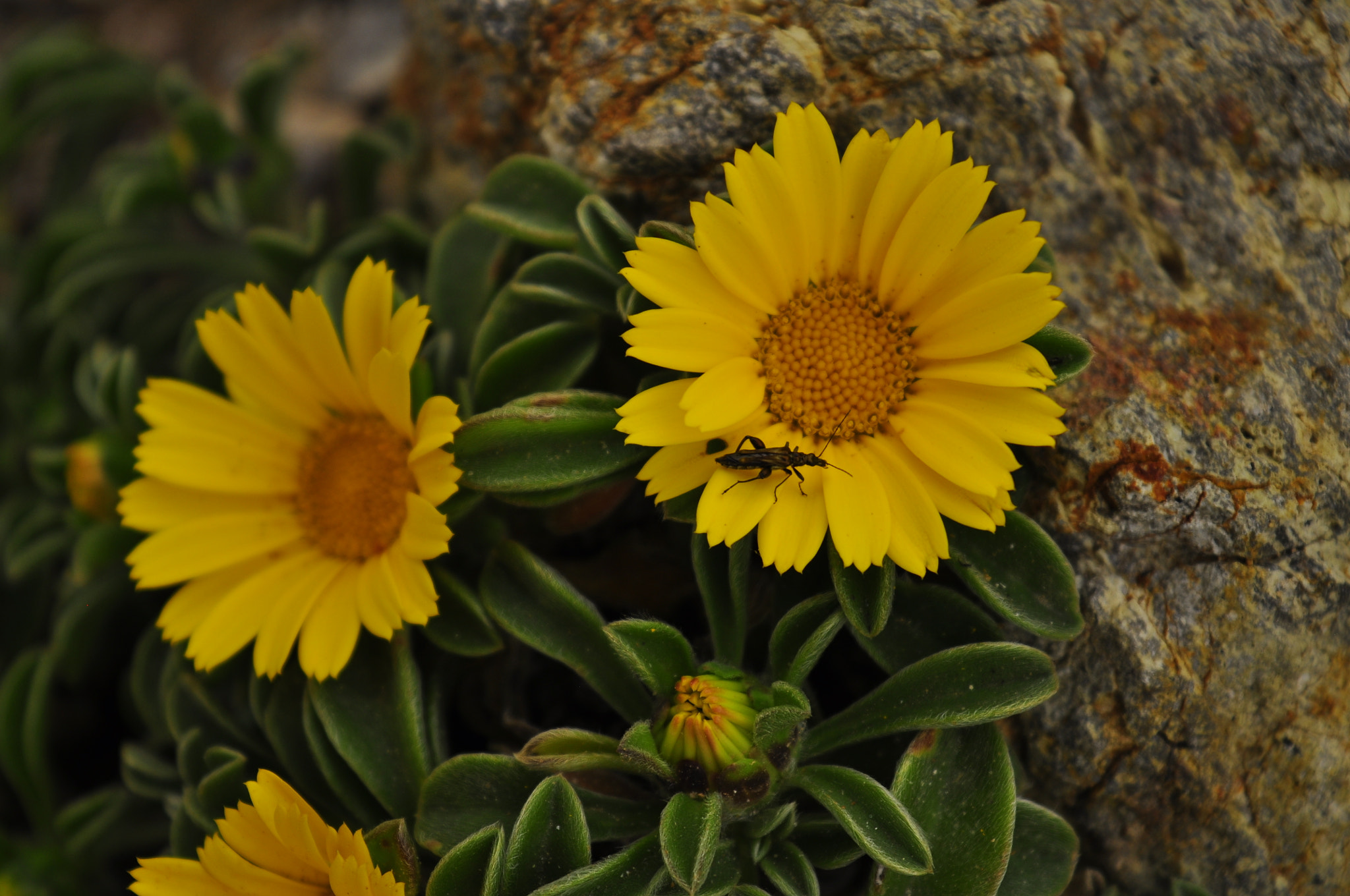 Nikon D5000 sample photo. Insect in flower photography