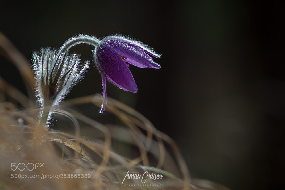 Canon EOS 7D Mark II sample photo. Poniklec / pasque-flower photography