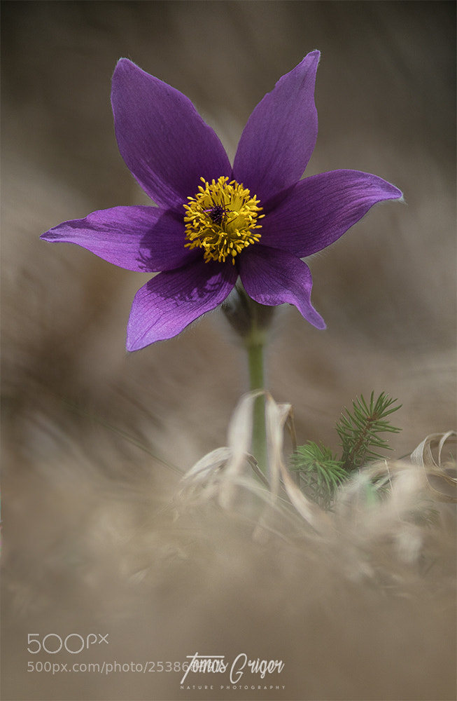 Canon EOS 7D Mark II sample photo. Poniklec / pasque-flower photography