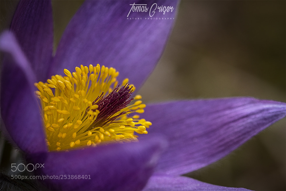 Canon EOS 7D Mark II sample photo. Poniklec / pasque-flower photography