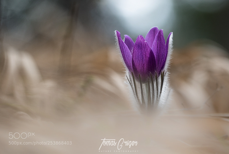 Canon EOS 7D Mark II sample photo. Poniklec / pasque-flower photography