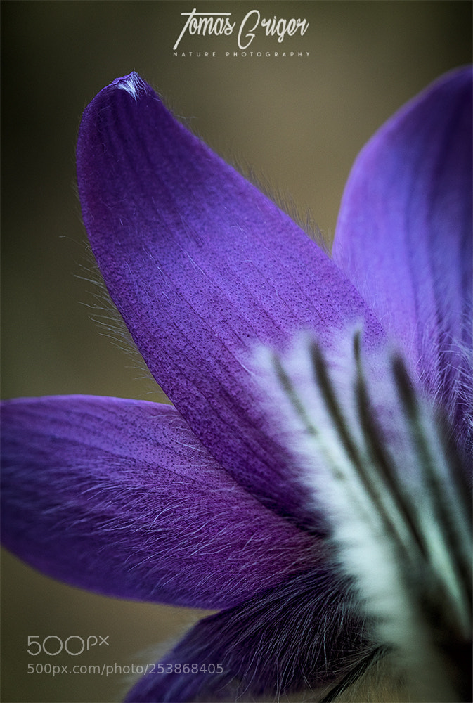 Canon EOS 7D Mark II sample photo. Poniklec / pasque-flower photography