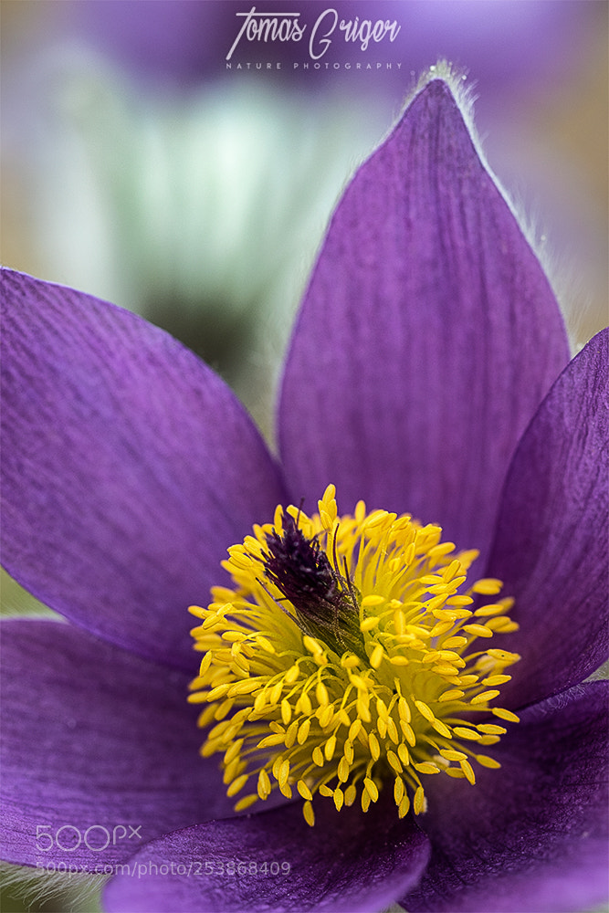 Canon EOS 7D Mark II sample photo. Poniklec / pasque-flower photography