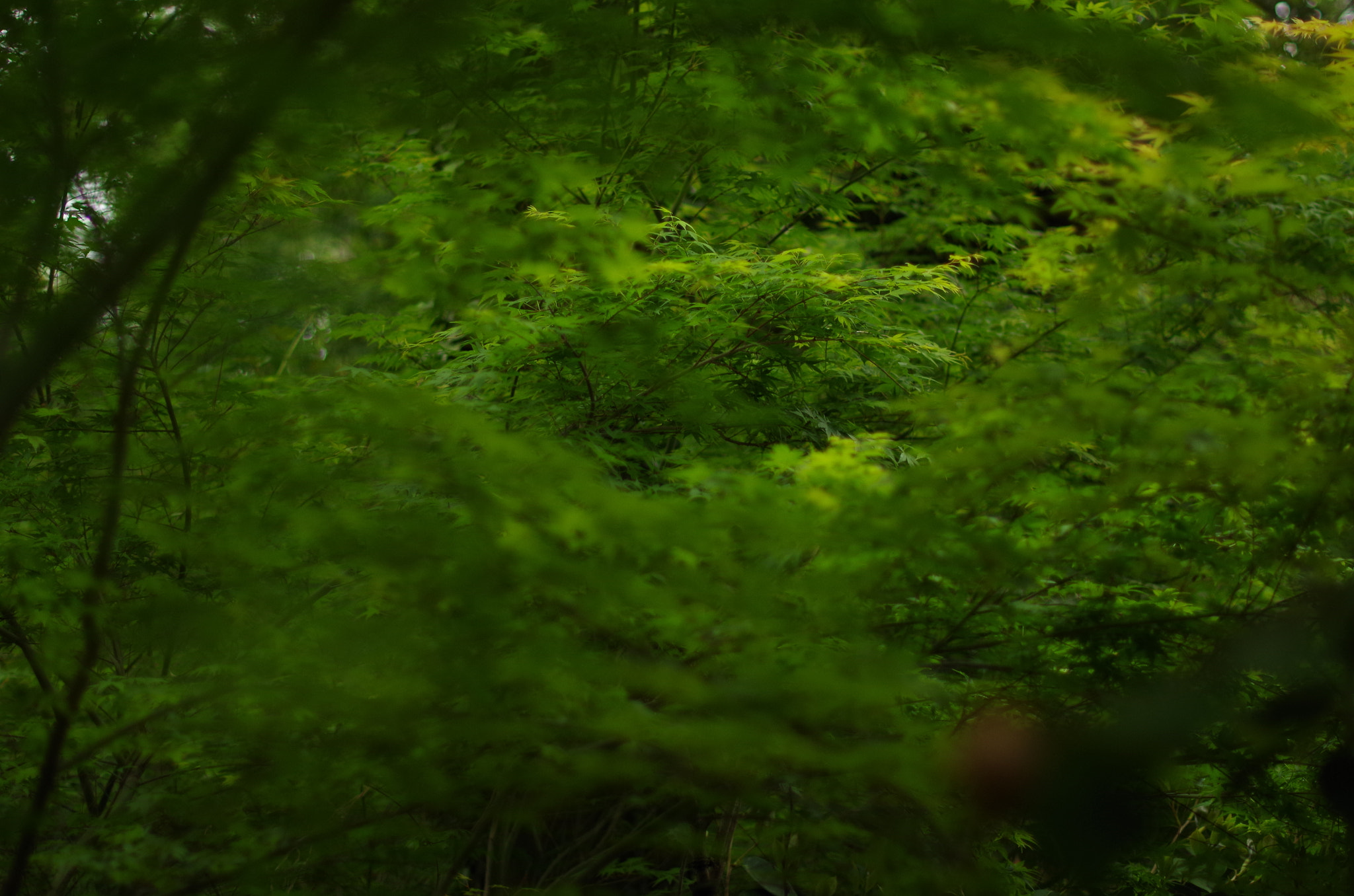 Pentax K-30 + Pentax smc DA* 55mm F1.4 SDM sample photo. The world of fresh green. photography