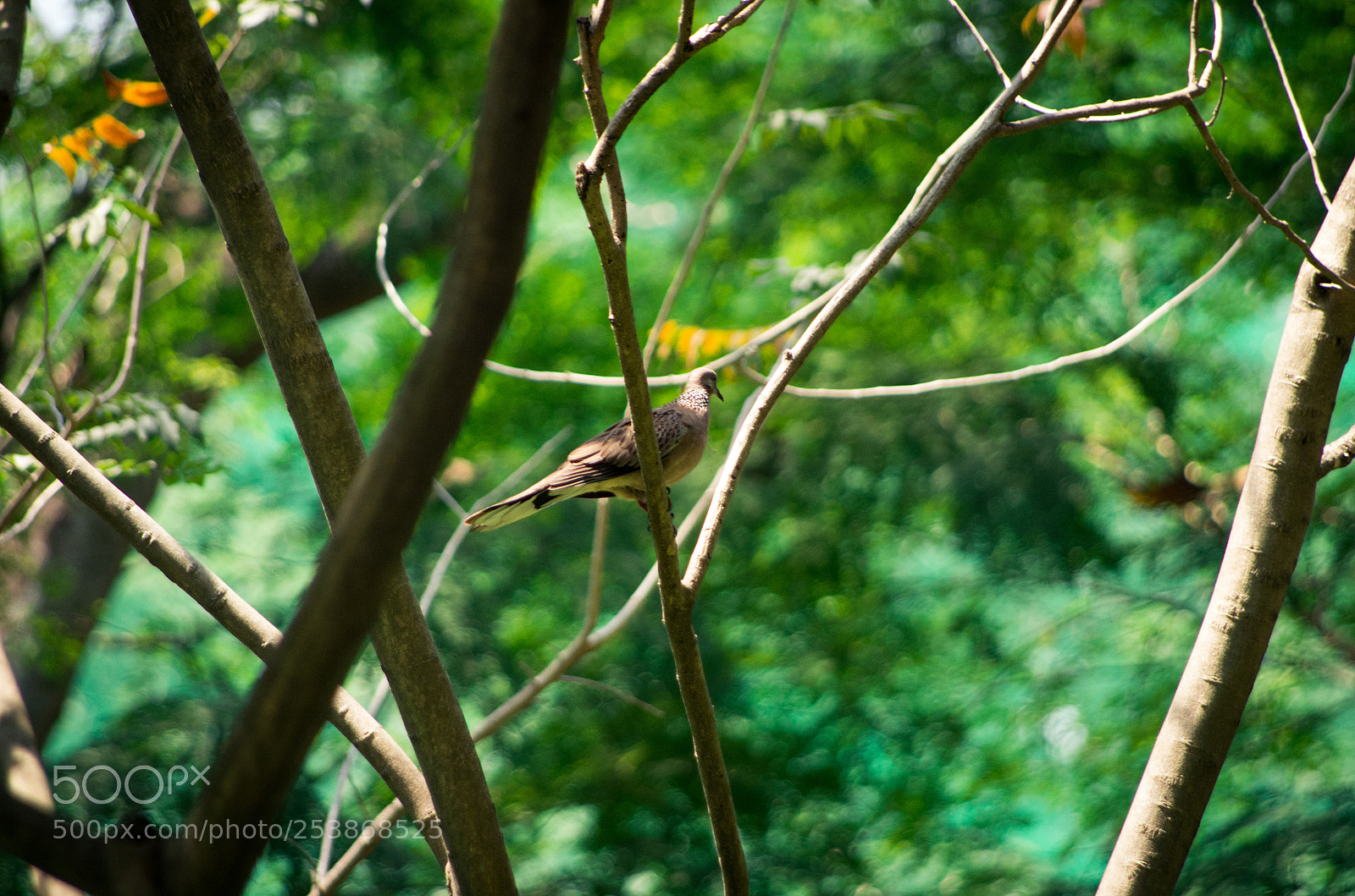 Pentax K-5 II sample photo. Bird photography