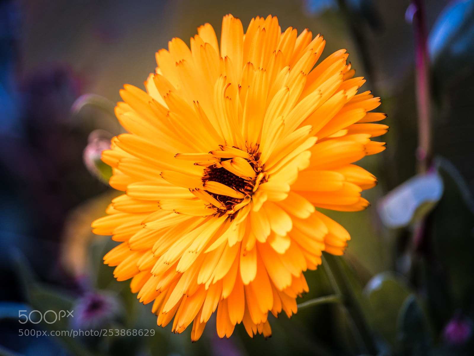 Canon EOS 80D sample photo. Conservation of the sun photography