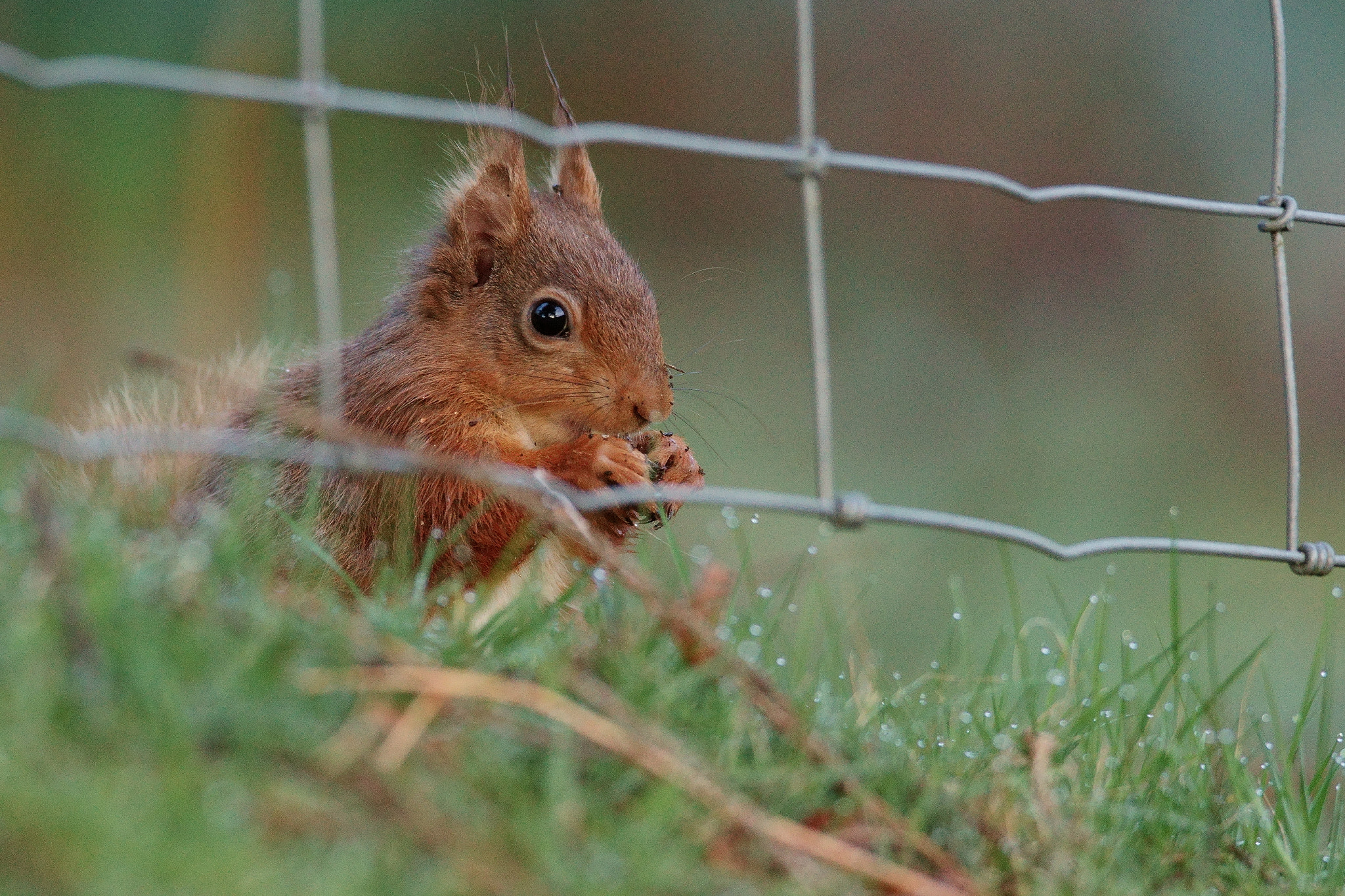 Sony 300mm F2.8 G SSM II sample photo. Early morning squirrel photography