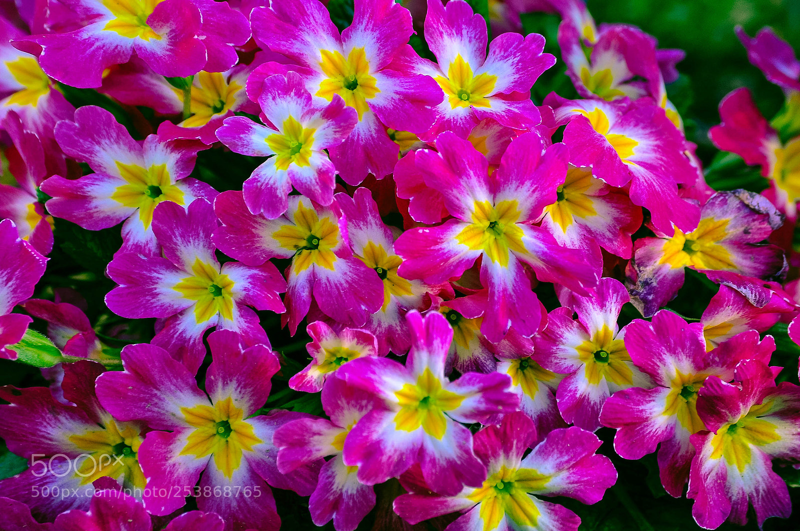 Nikon D90 sample photo. Flowers photography