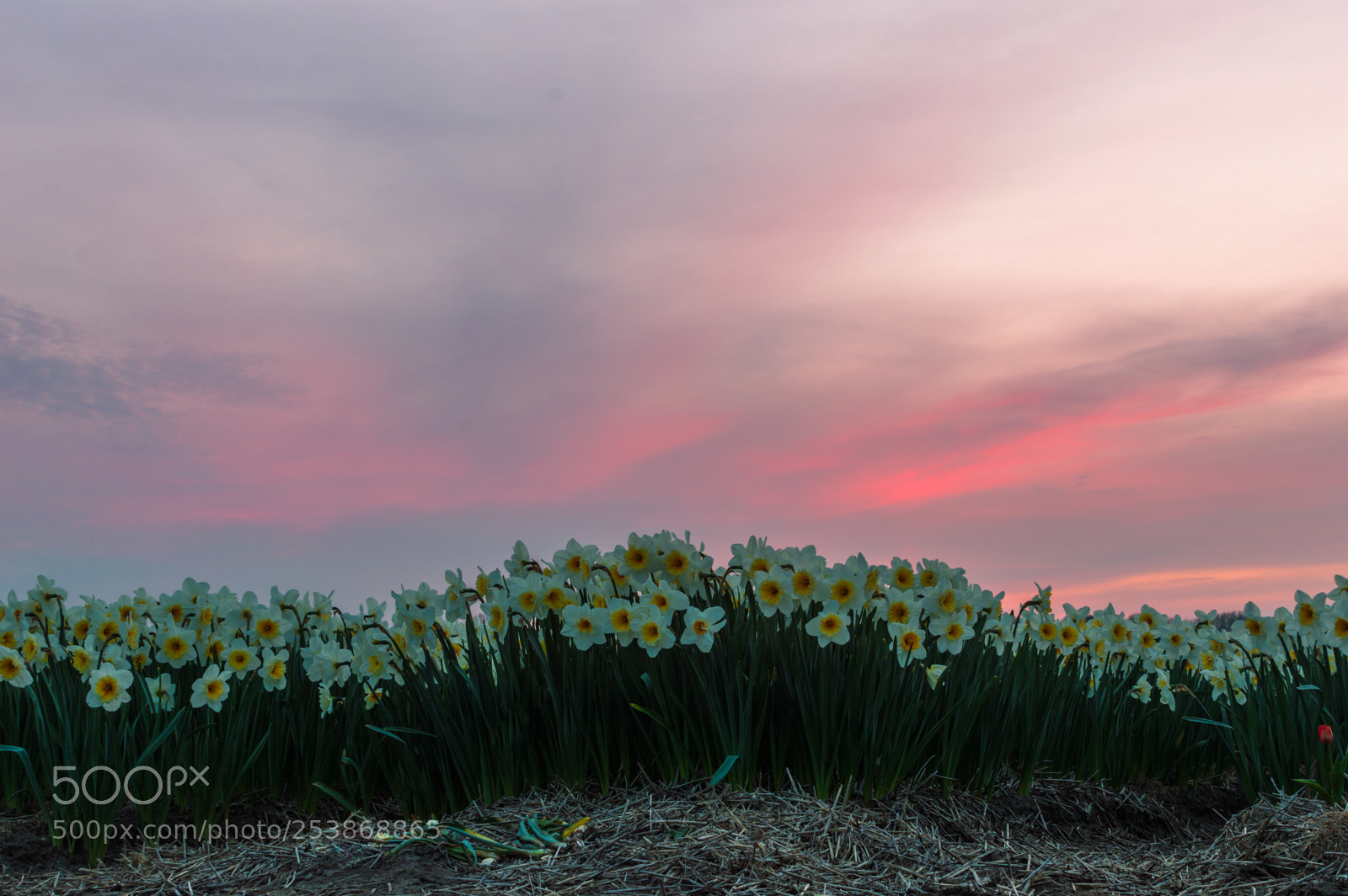 Nikon D3200 sample photo. Narcissus in blossom photography