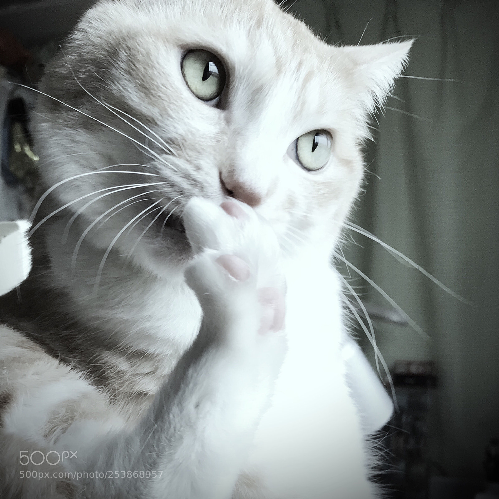 Apple iPhone 7 sample photo. My beloved cat. photography
