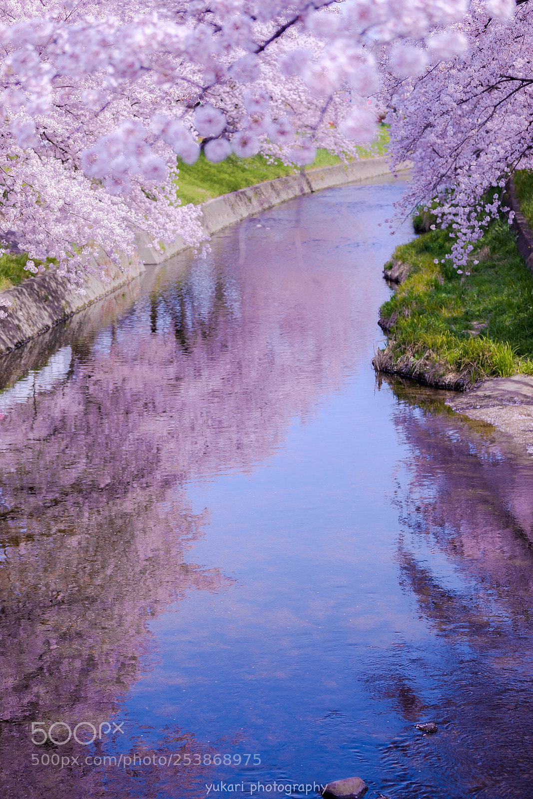 Canon EOS 5D Mark IV sample photo. Cherry blossoms photography