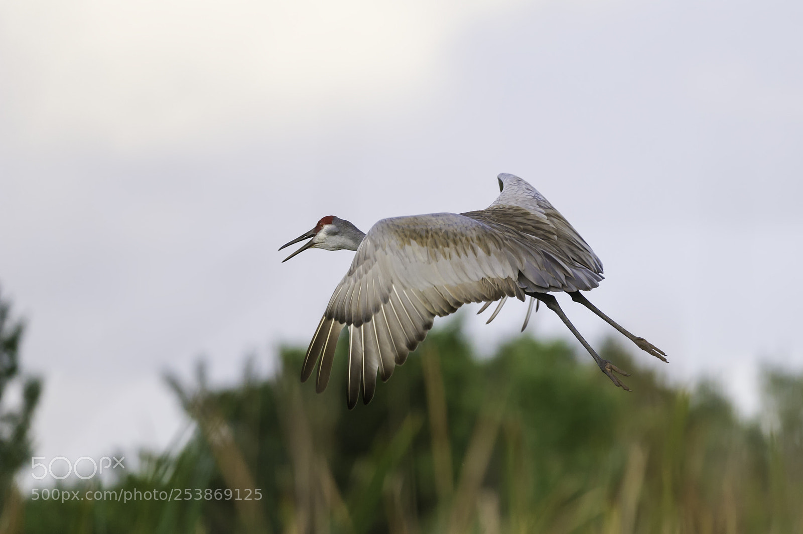Nikon D3S sample photo. A sandhill crane in photography