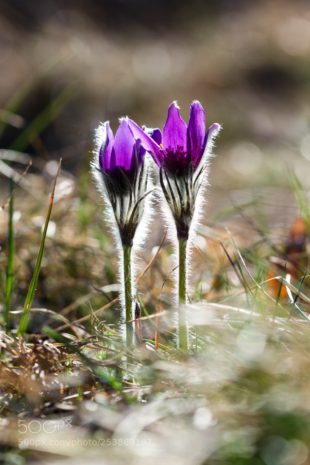 Nikon D610 sample photo. Pulsatille commune (anemone pulsatilla) photography