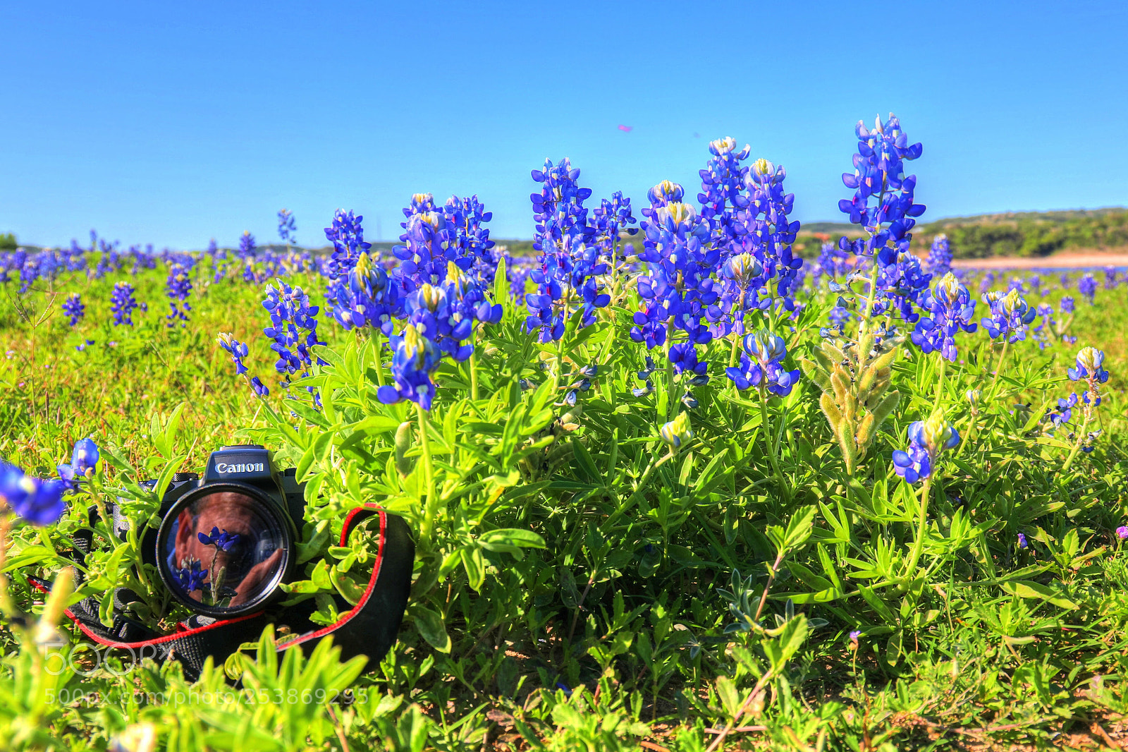 Canon EOS 5D Mark IV sample photo. Bluebonnet paparazzi photography