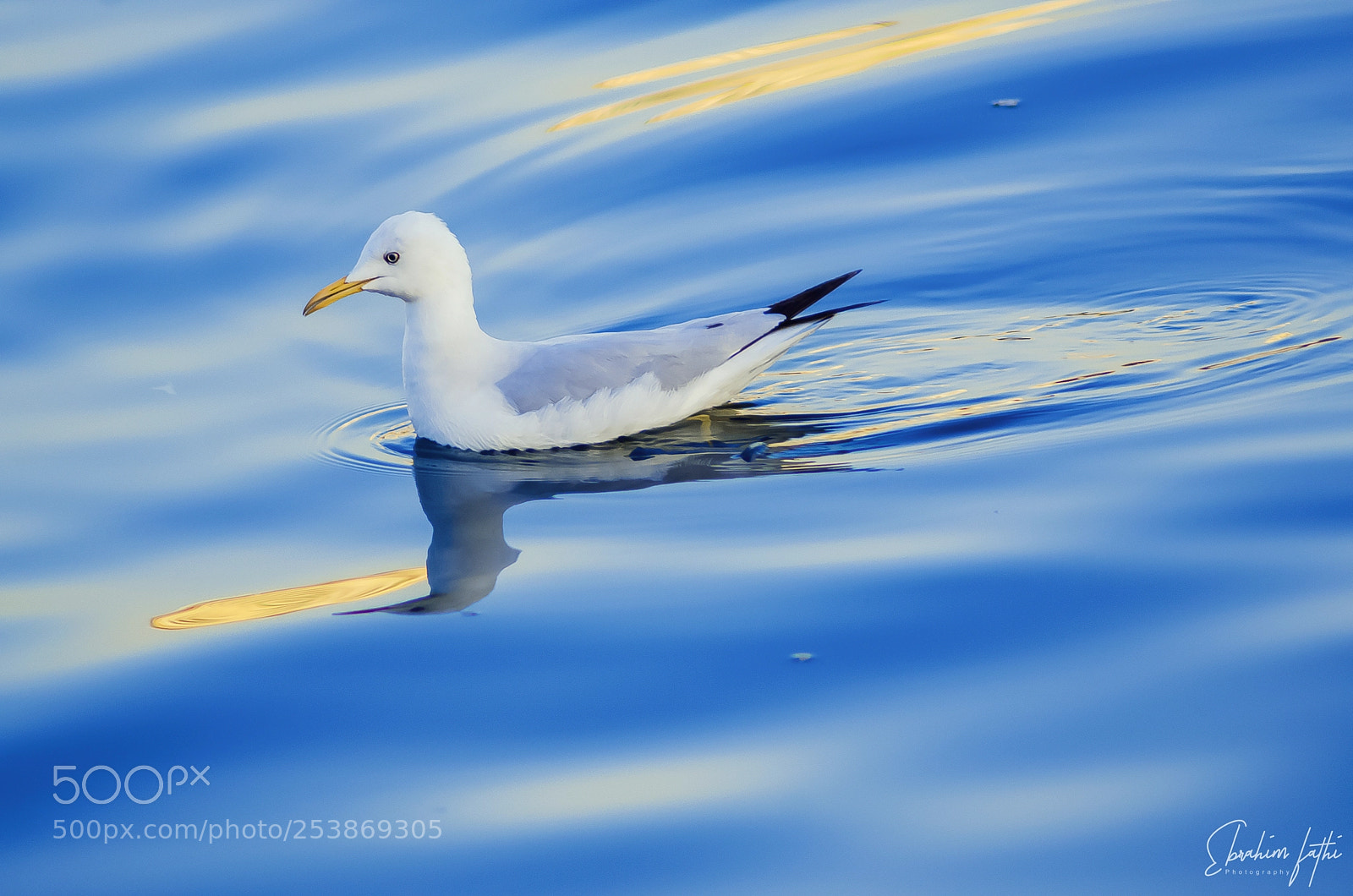 Nikon D7000 sample photo. Seagull photography